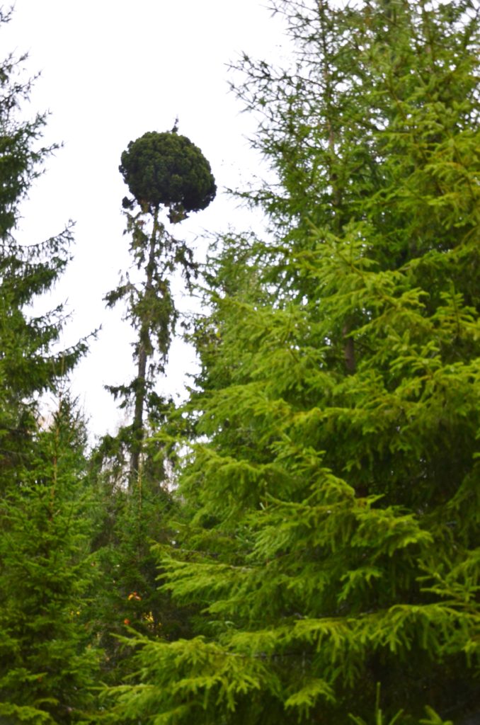 Valokuvaaja: Ilkka Niemi