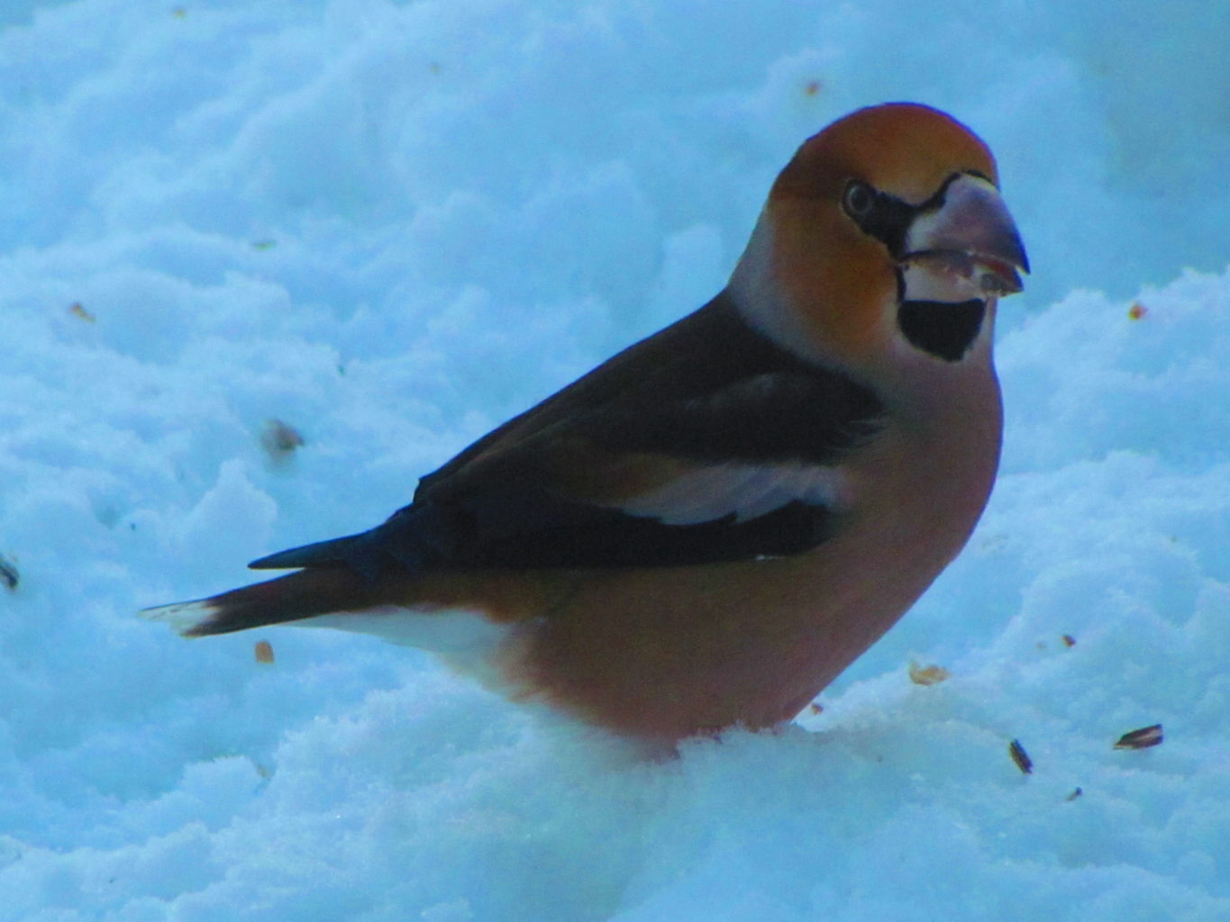 Valokuvaaja: Anne Puustinen