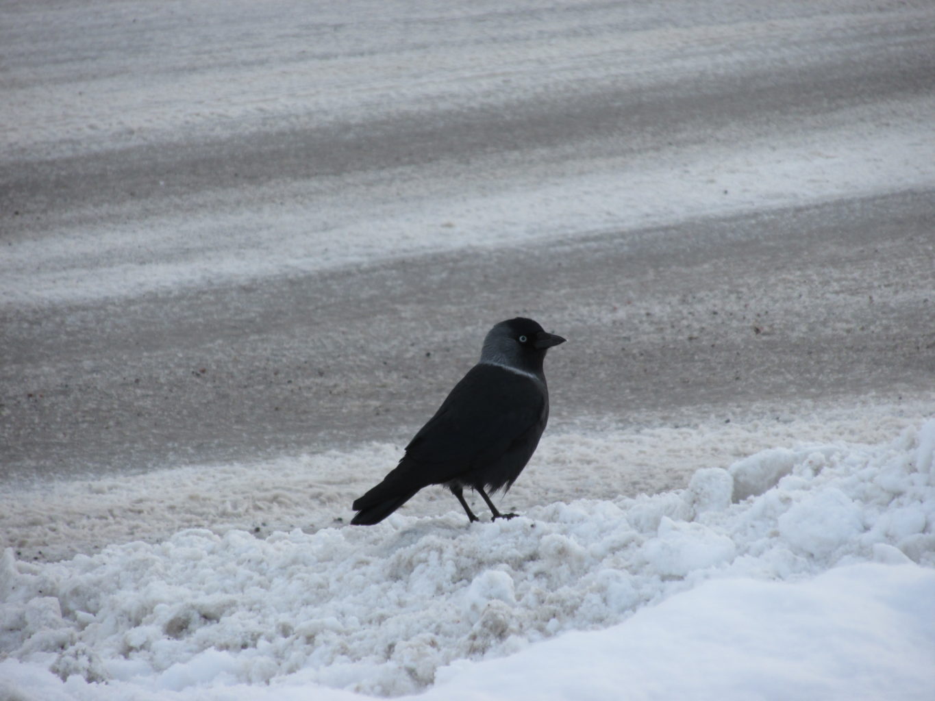 Valokuvaaja: Virpi Sinervo