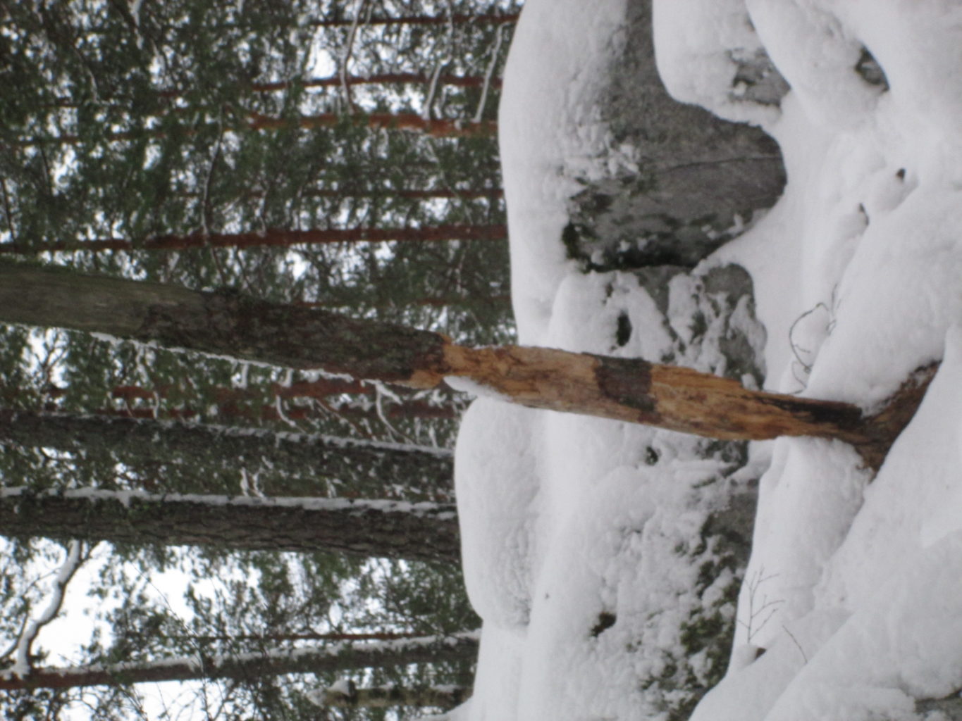 Valokuvaaja: Kaisa Sepponen Valokuvaaja: Kaisa Sepponen