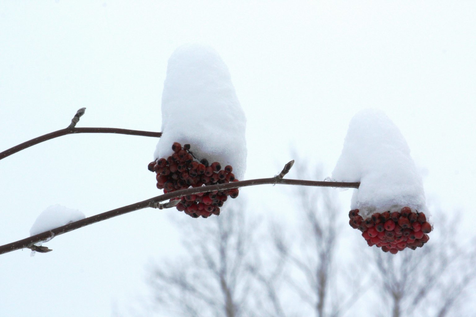 Valokuvaaja: Kaarina Heiskanen