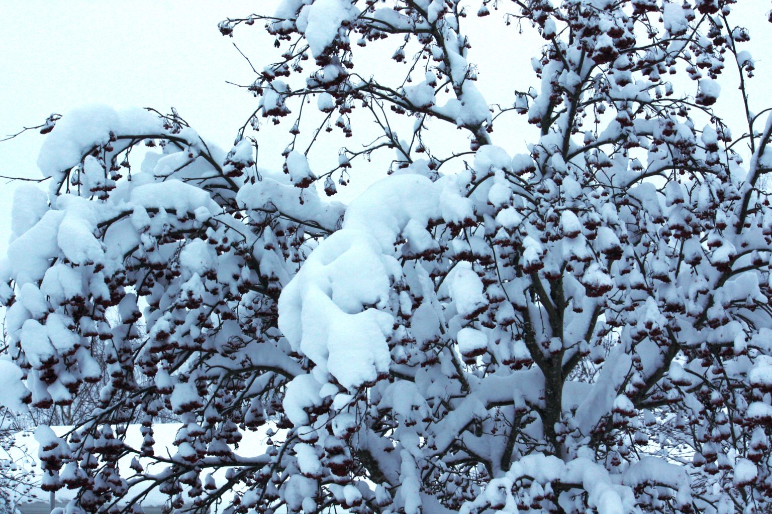 Valokuvaaja: Kaarina Heiskanen