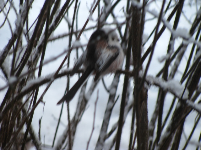 Valokuvaaja: Marita Hytönen