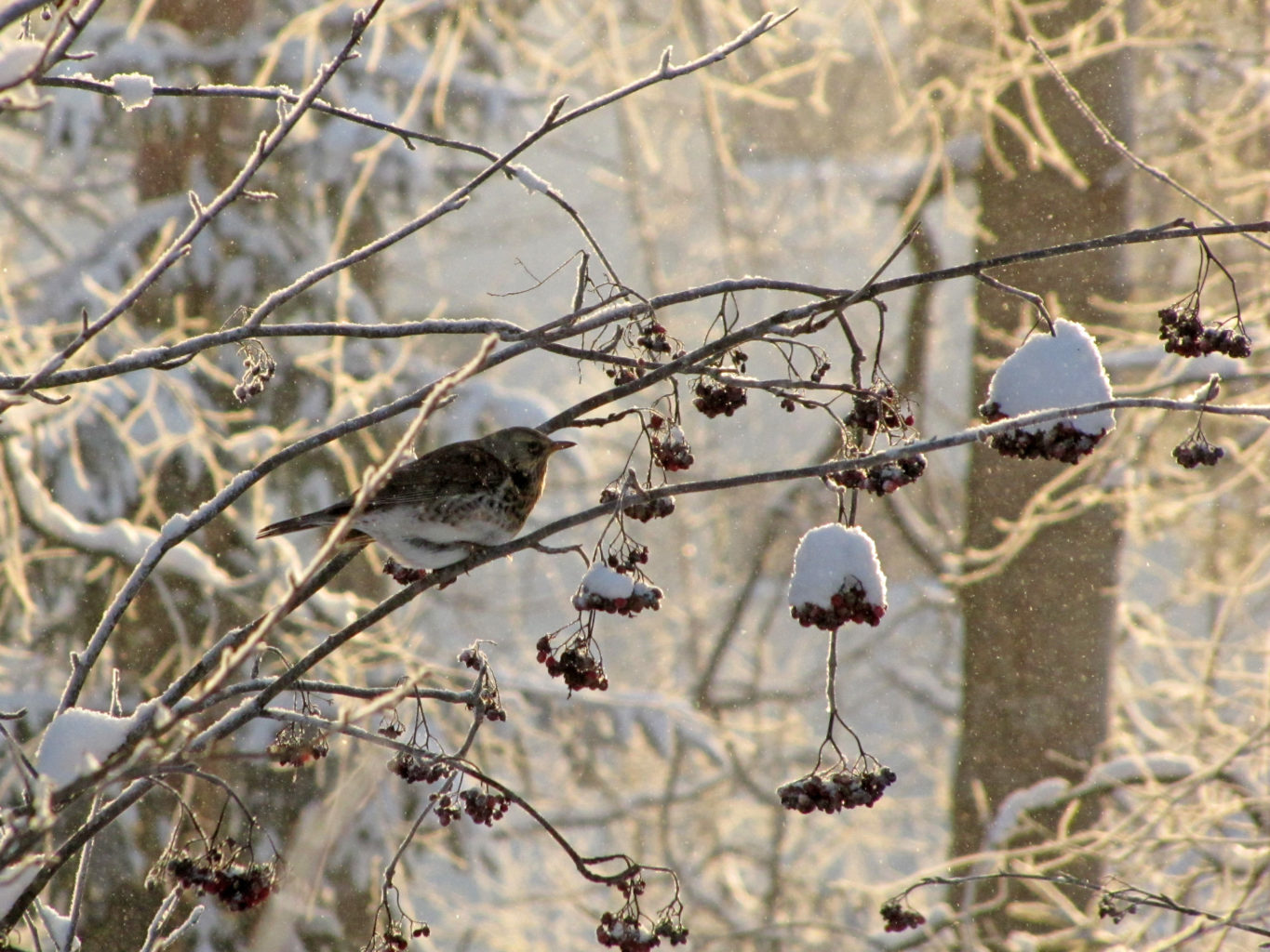Valokuvaaja: Liisa Johansson Valokuvaaja: Liisa Johansson