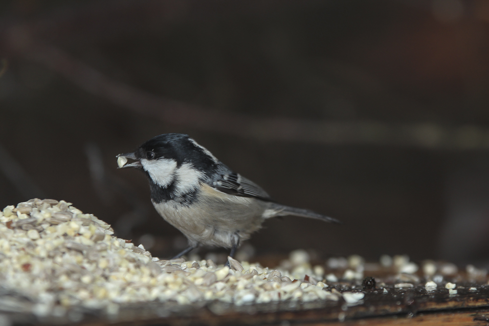 Valokuvaaja: Tuula Pirnes