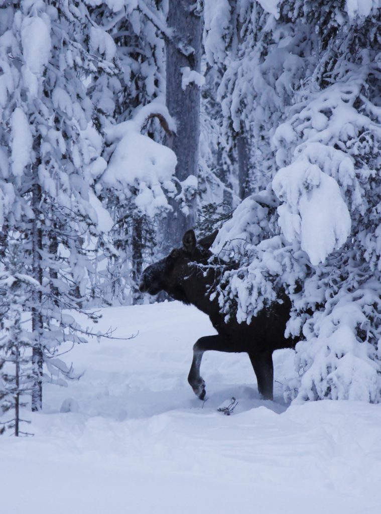 Valokuvaaja: Päivi Ronkainen