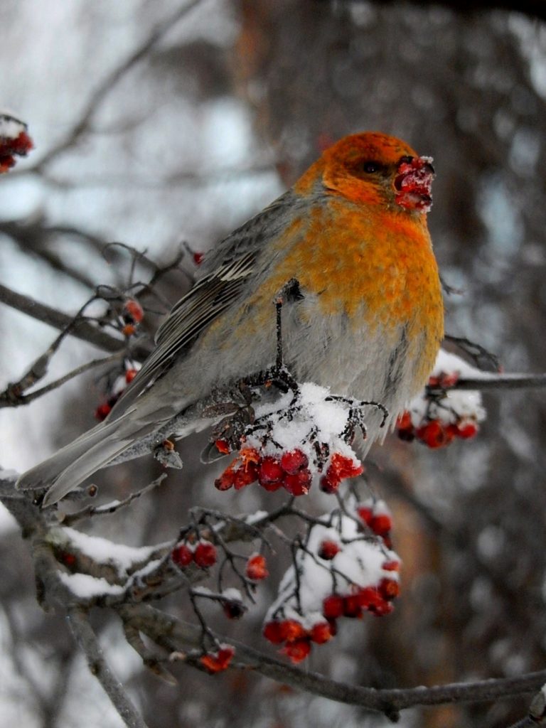 Valokuvaaja: Pirkko Siukonen Valokuvaaja: Pirkko Siukonen