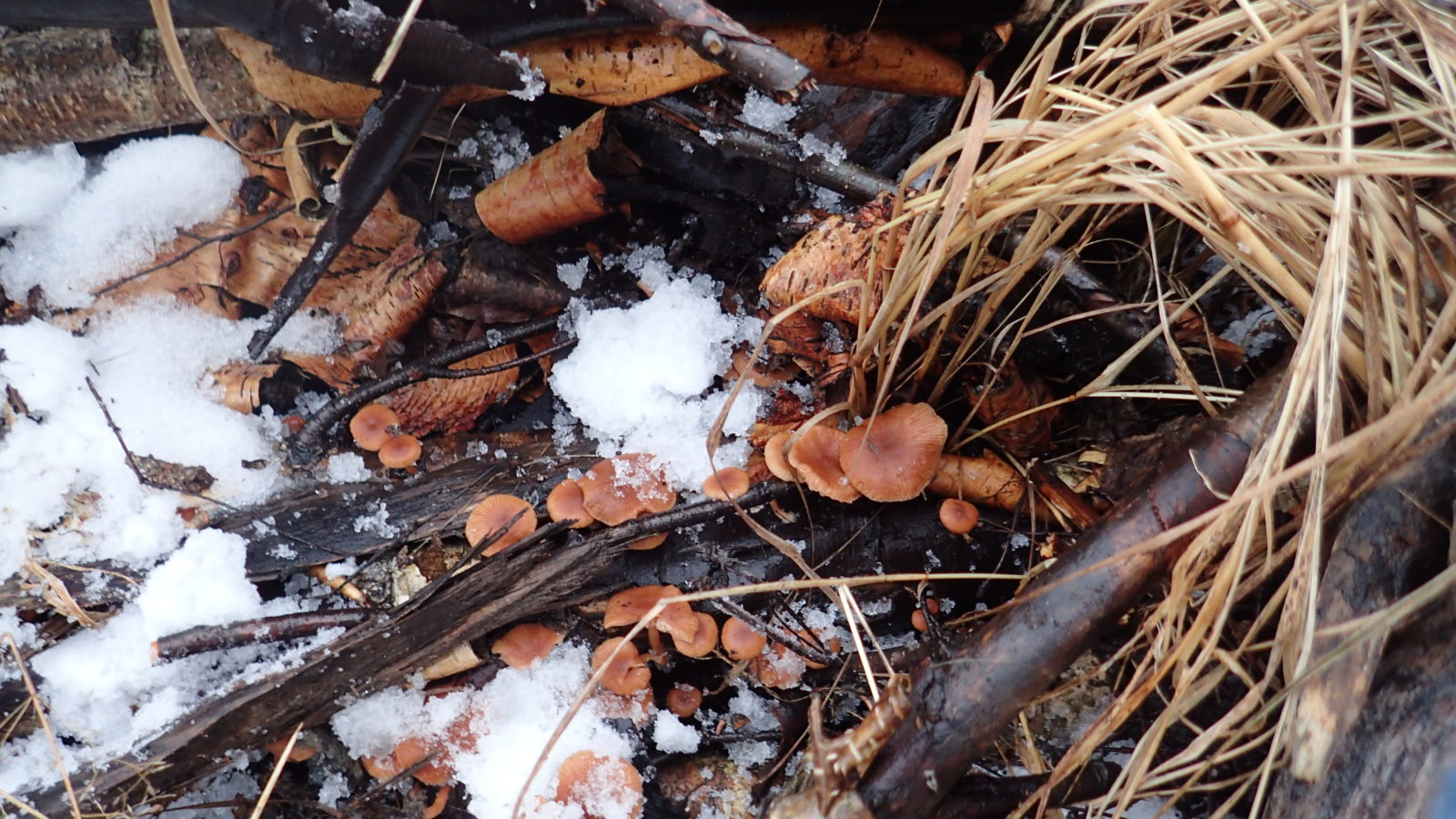 Valokuvaaja: Kirsi Grönholm