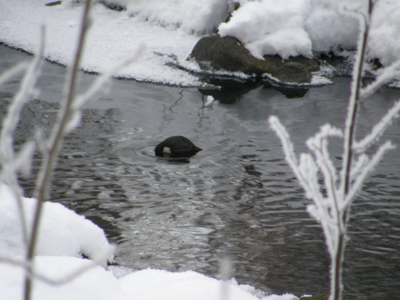 Valokuvaaja: tenho leuanniemi Valokuvaaja: tenho leuanniemi