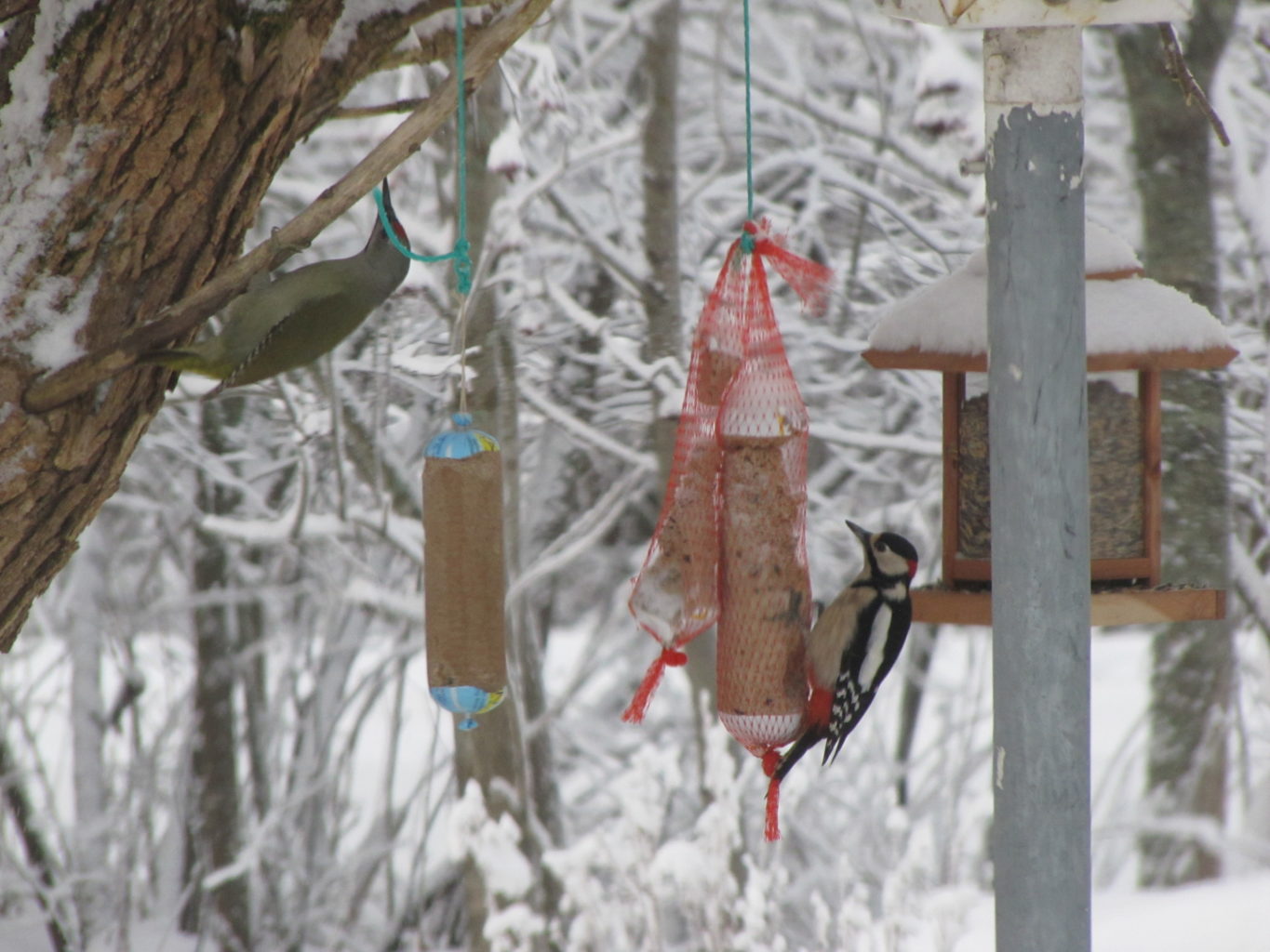 Valokuvaaja: Vesa Koponen