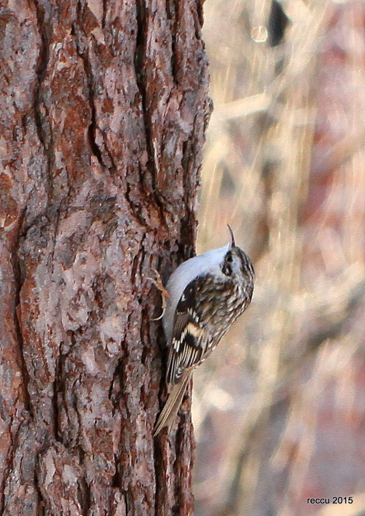 Valokuvaaja: reijo lehtonen