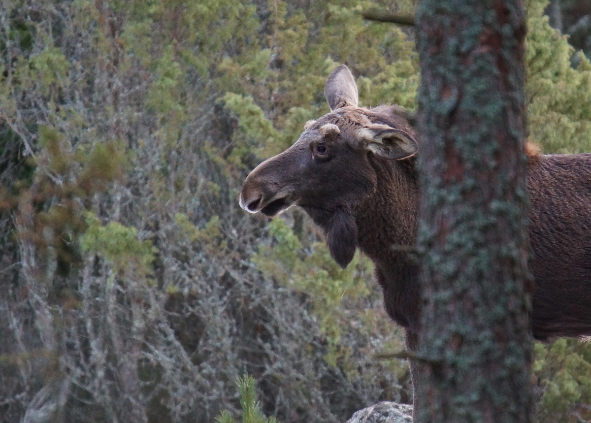 Valokuvaaja: Juhani Harkas