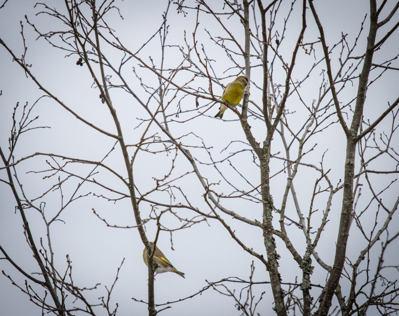 Valokuvaaja: Satu Mali Valokuvaaja: Satu Mali