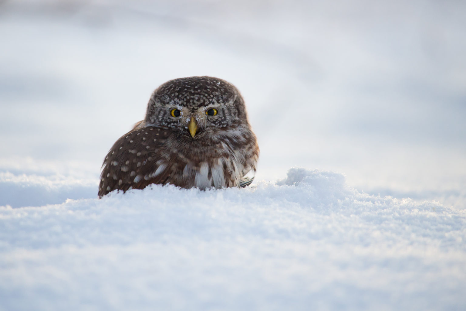 Valokuvaaja: TimoSaarinen