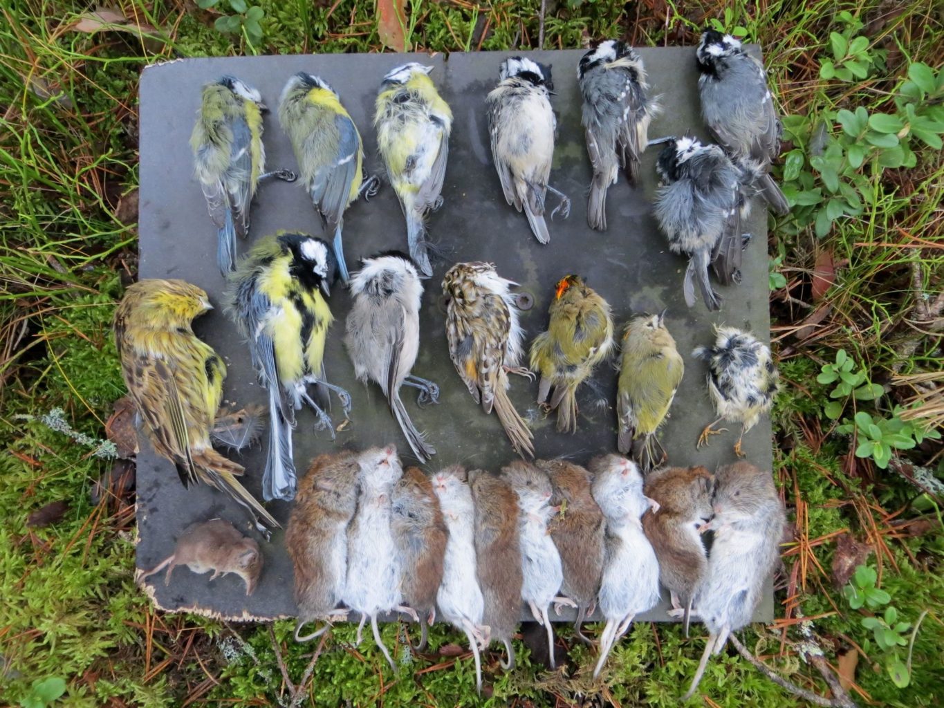 Valokuvaaja: Kai Kankare