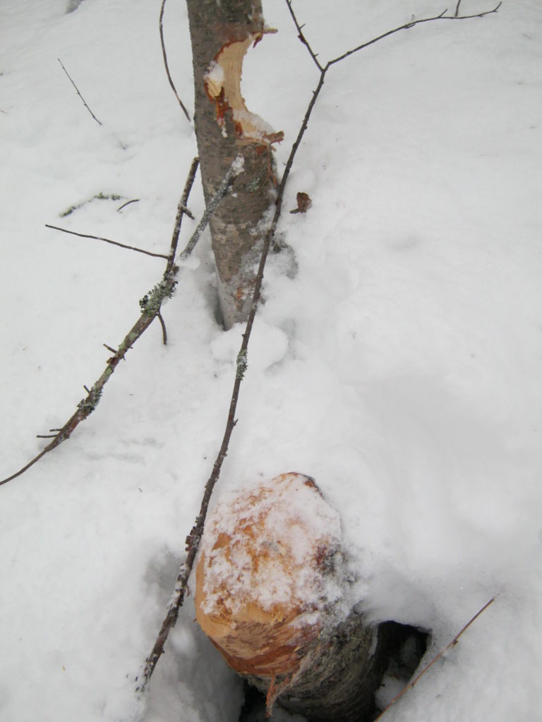 Valokuvaaja: Sami Raappana