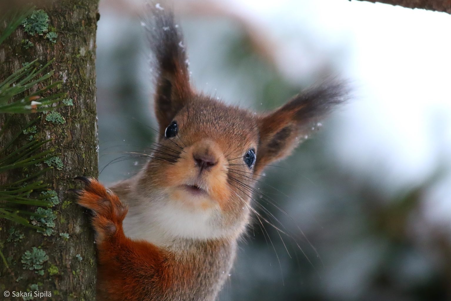 Valokuvaaja: Sakari Sipilä