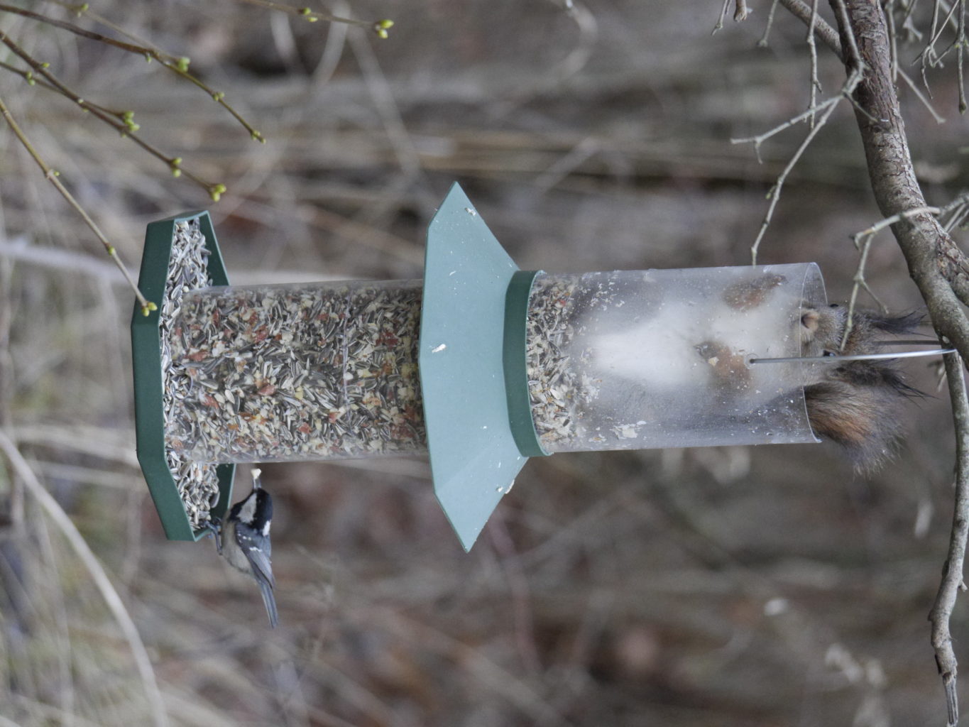 Valokuvaaja: Pekka Saarelainen