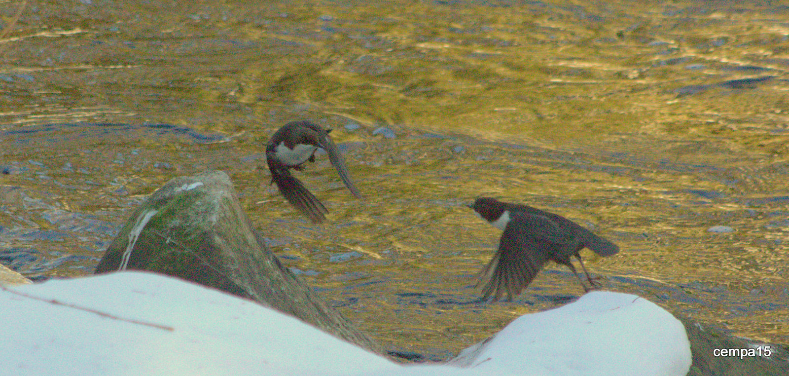 Valokuvaaja: tapio keinonen Valokuvaaja: tapio keinonen