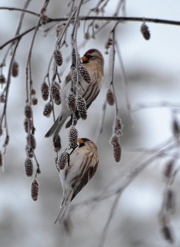 Valokuvaaja: Seija Annala