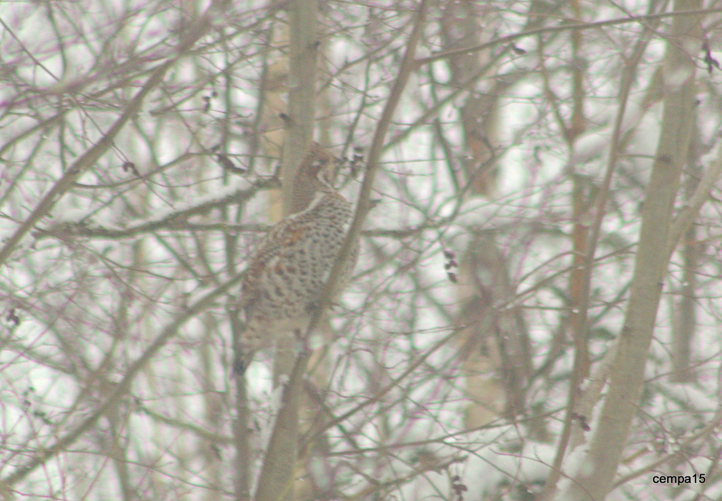 Valokuvaaja: tapio keinonen