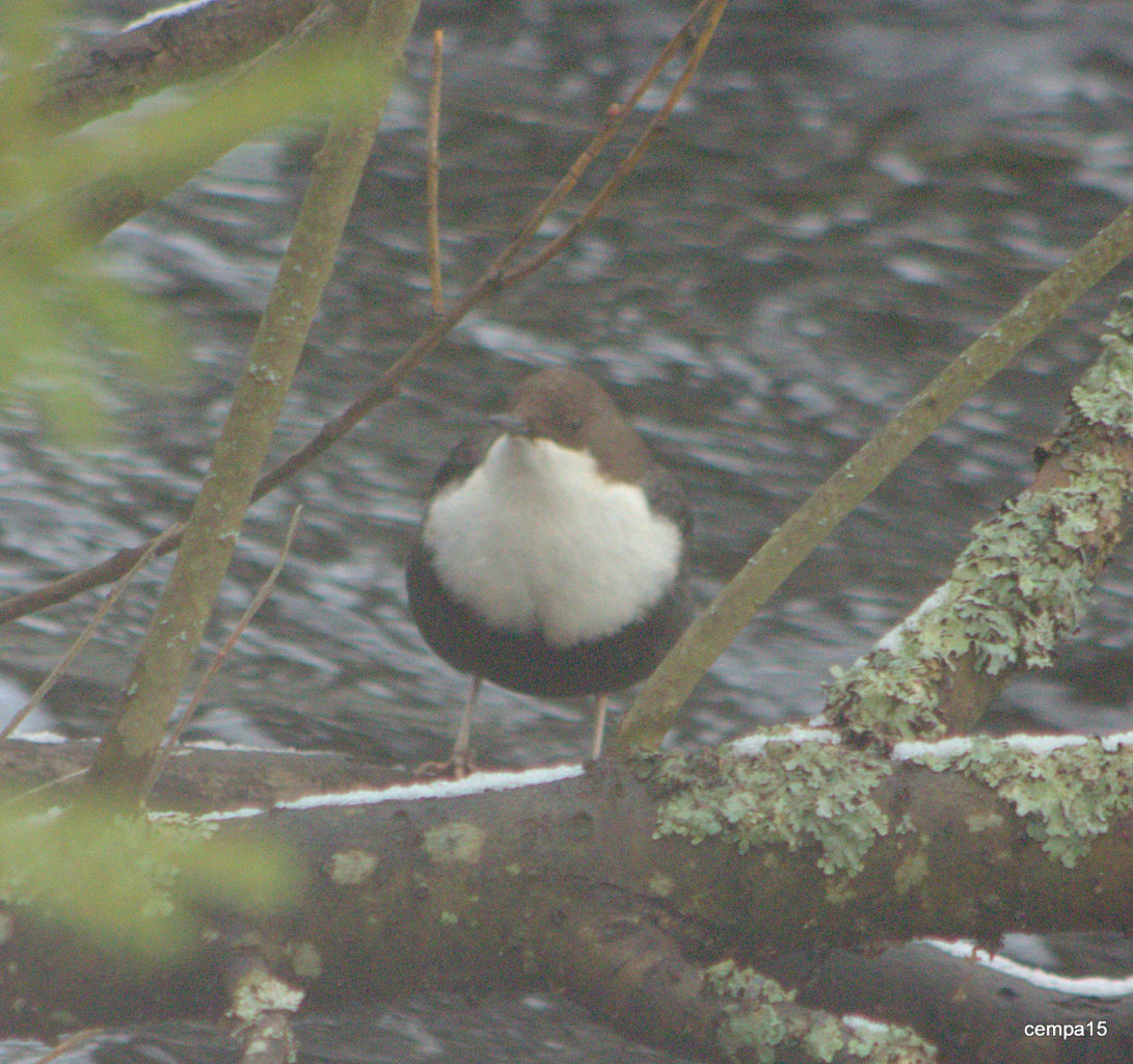 Valokuvaaja: tapio keinonen Valokuvaaja: tapio keinonen