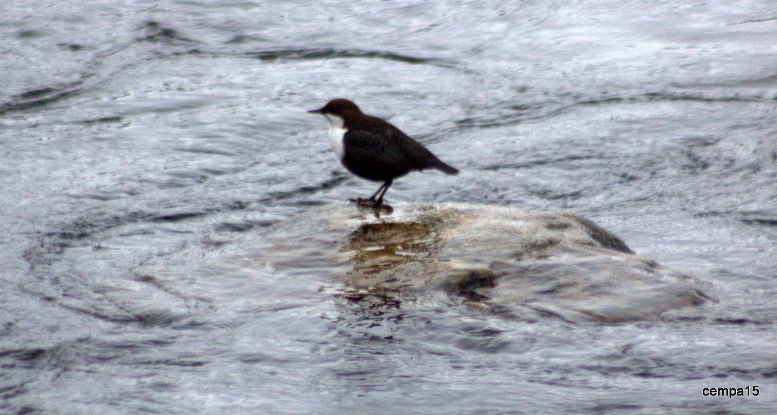 Valokuvaaja: tapio keinonen Valokuvaaja: tapio keinonen