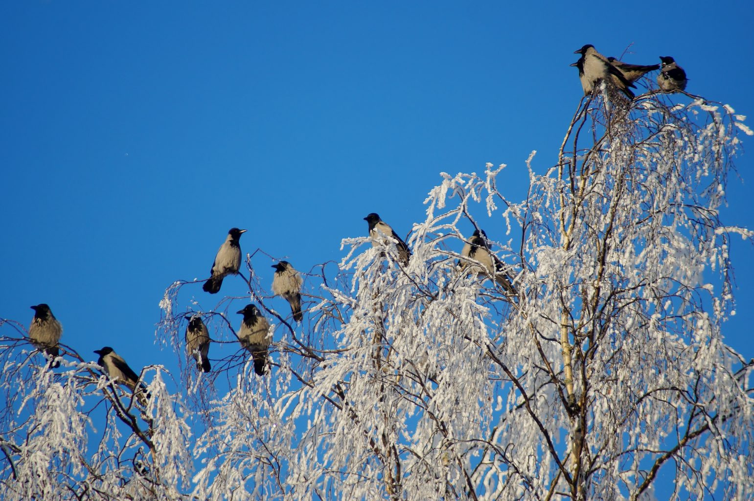 Valokuvaaja: Maarit Siitonen