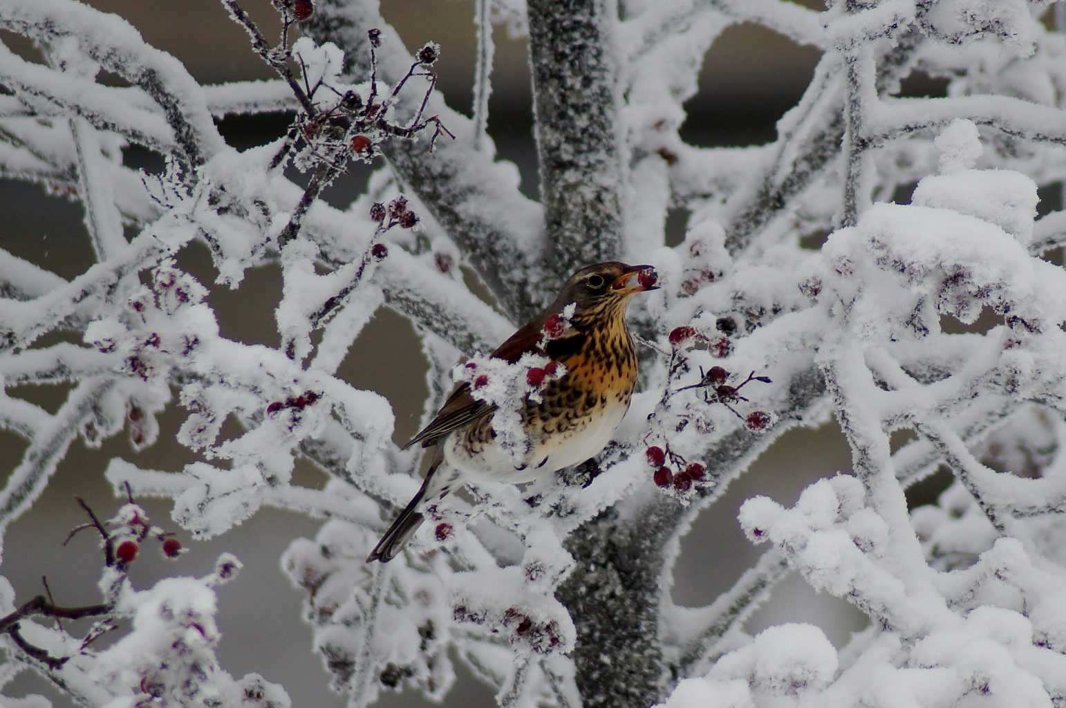 Valokuvaaja: Maarit Siitonen Valokuvaaja: Maarit Siitonen
