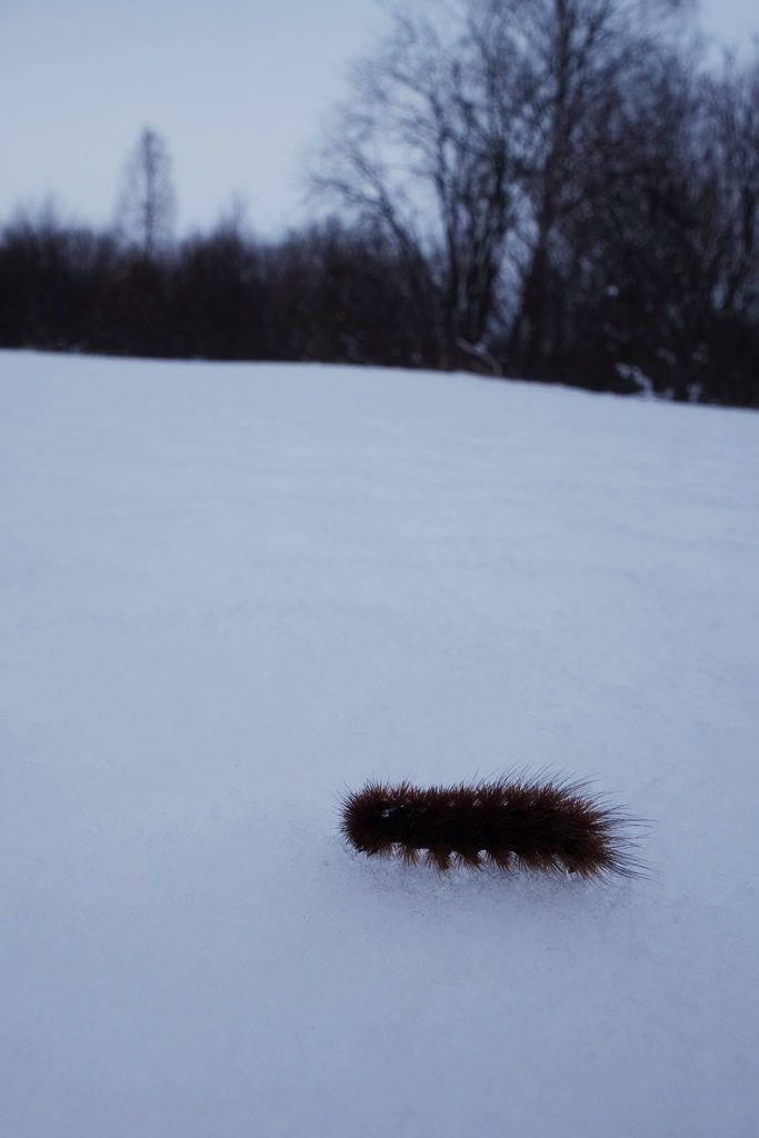 Valokuvaaja: Kaarina Heiskanen