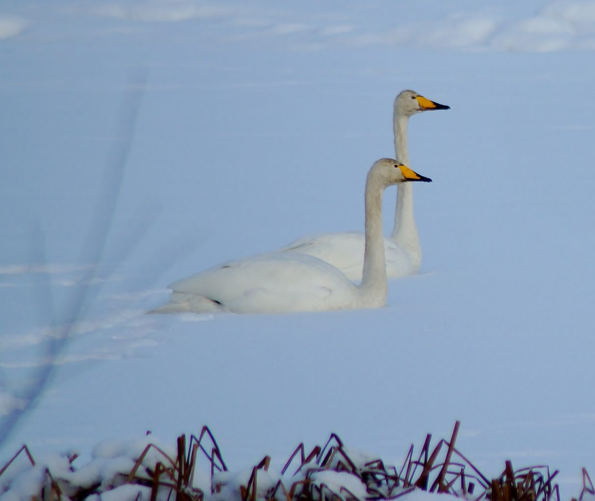 Valokuvaaja: Maarit Siitonen