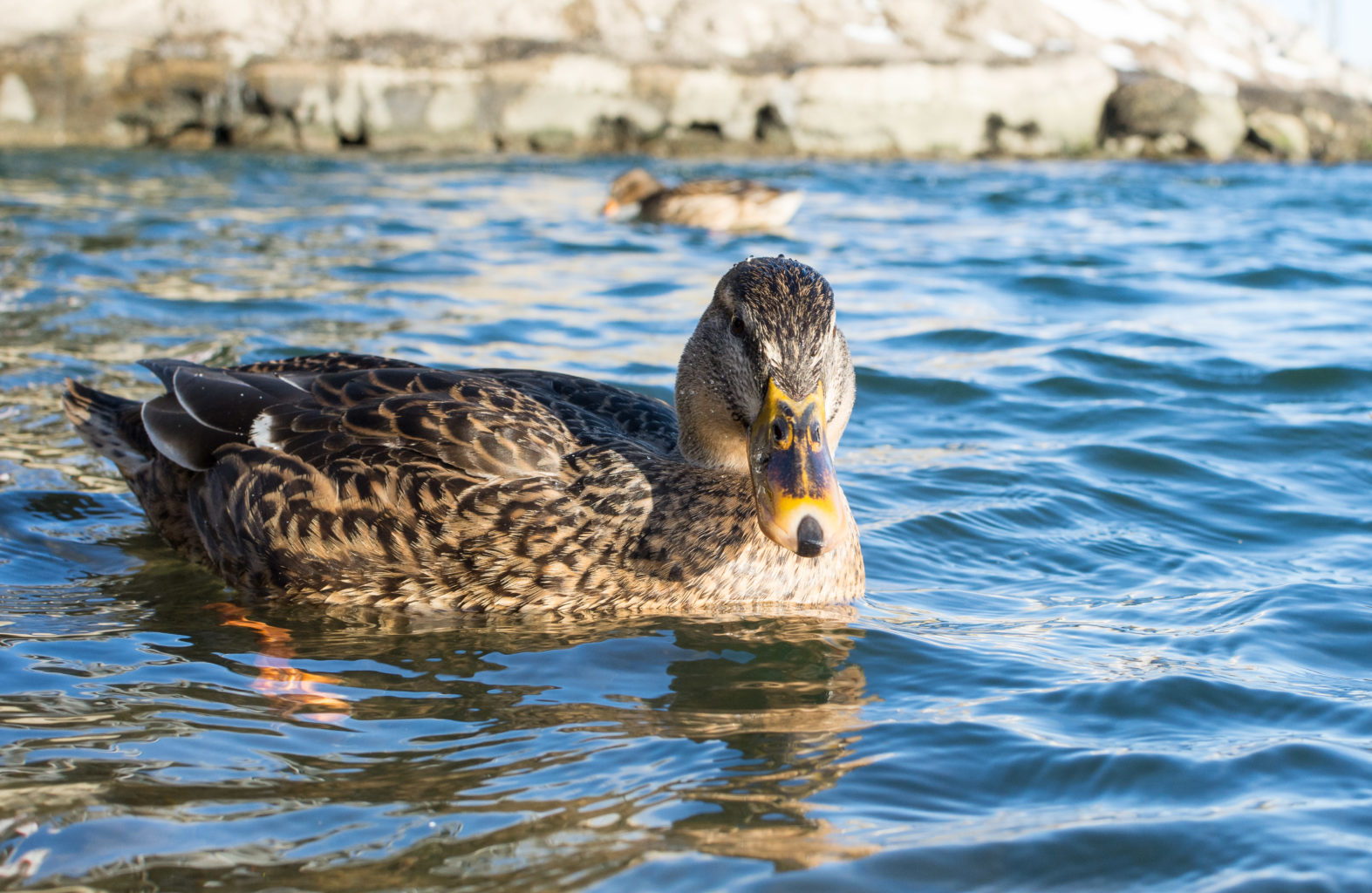 Valokuvaaja: Petri Kyllönen