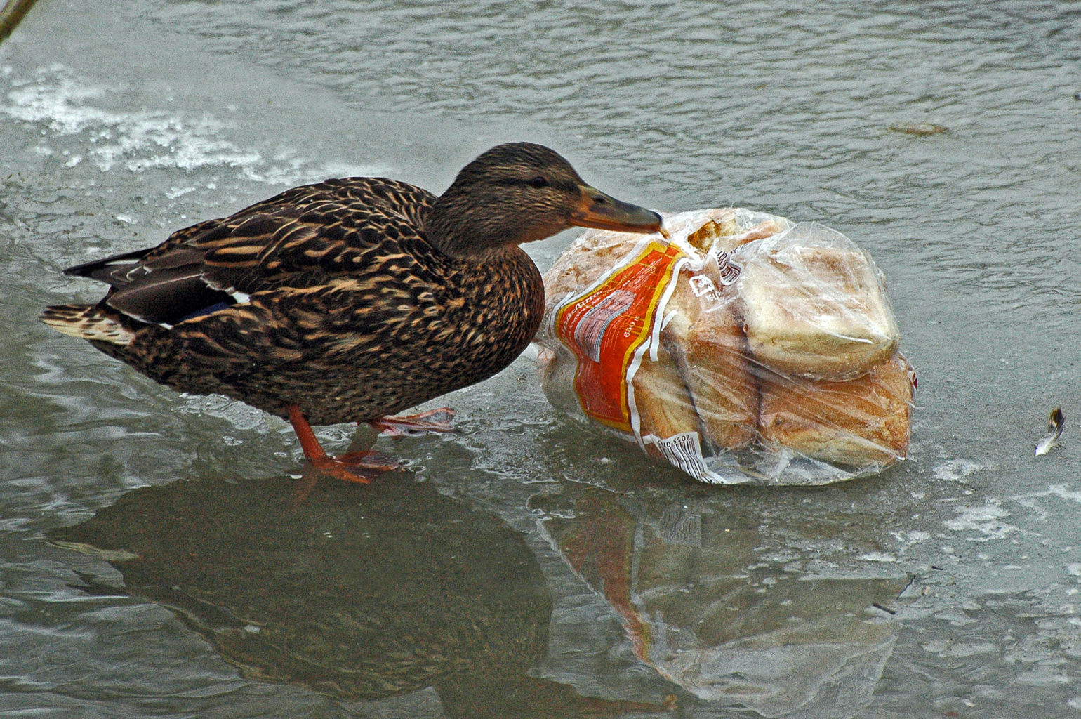 Valokuvaaja: Paavo Siukonen Valokuvaaja: Paavo Siukonen