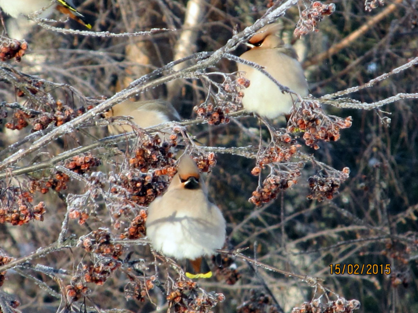 Valokuvaaja: Tuula Makkonen