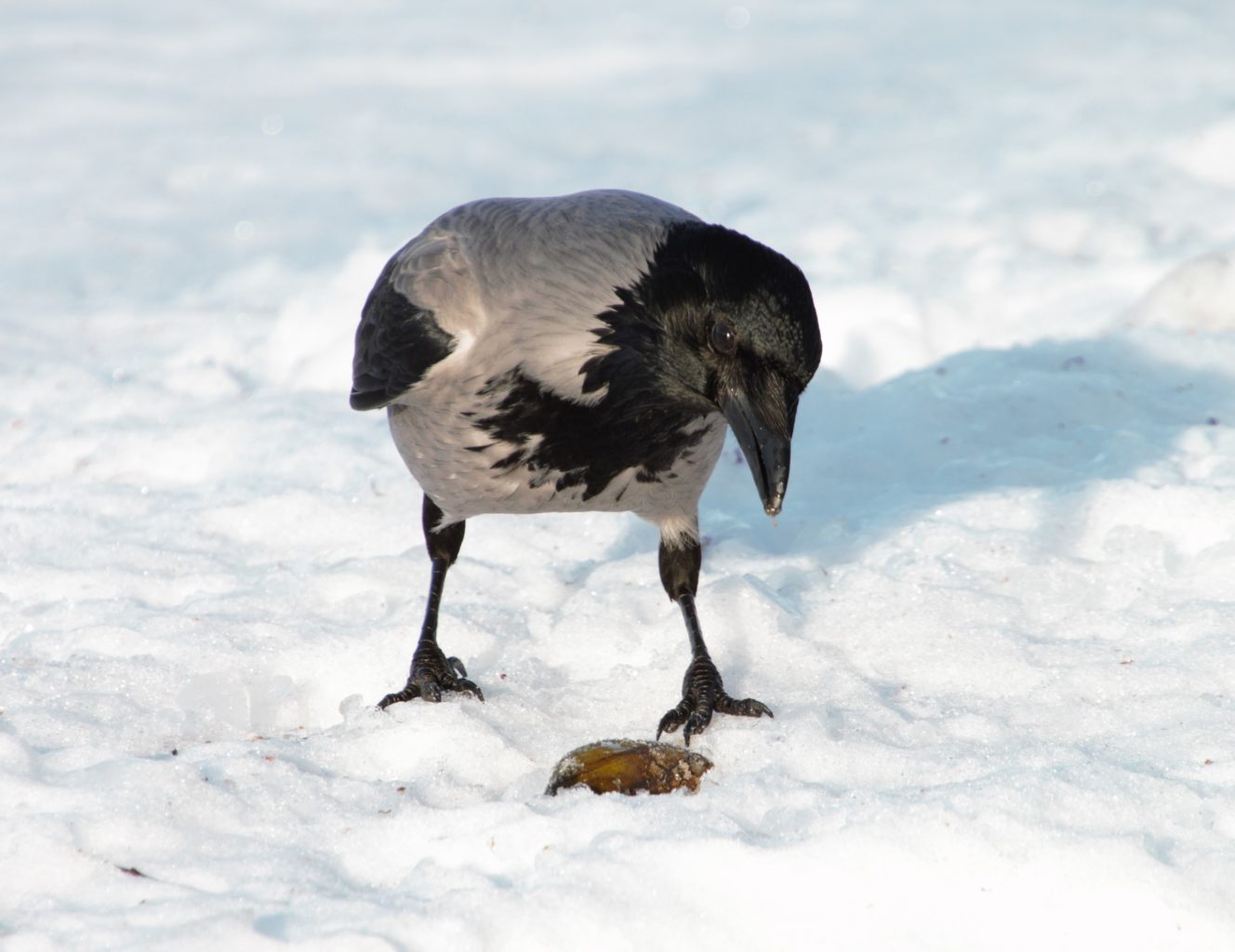 Valokuvaaja: Kauko Simonen