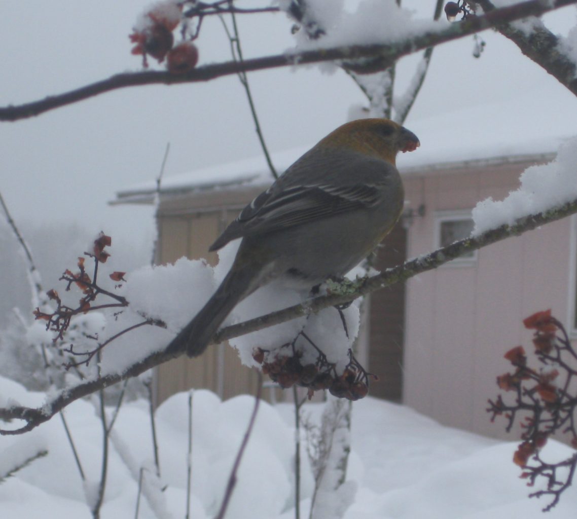 Valokuvaaja: tuula hautakorpi