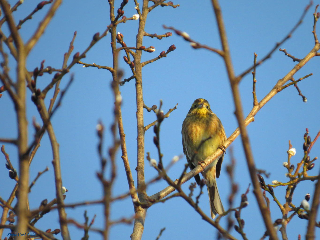 Valokuvaaja: Sirpa Uusi-Uola