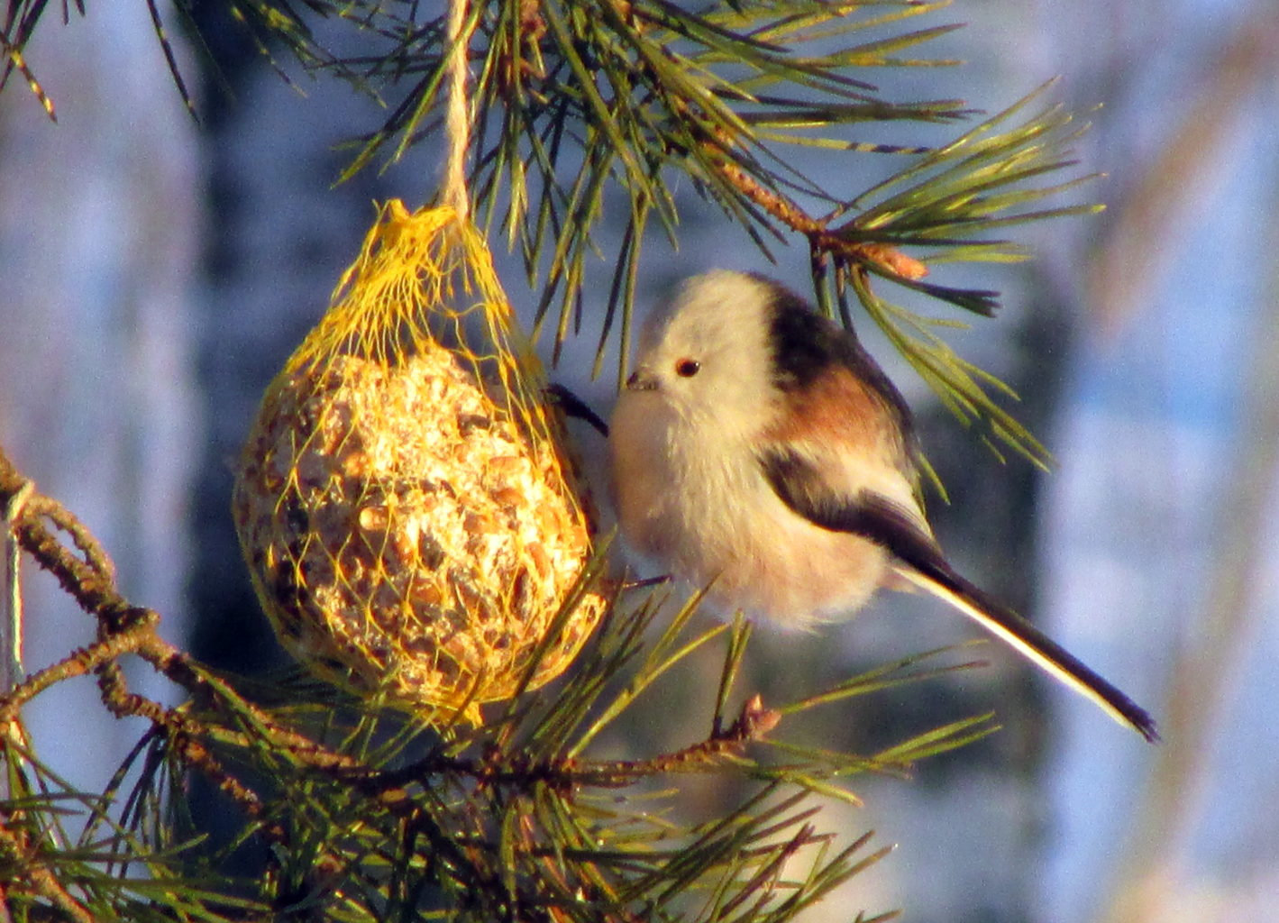Valokuvaaja: Heidi Mikkola