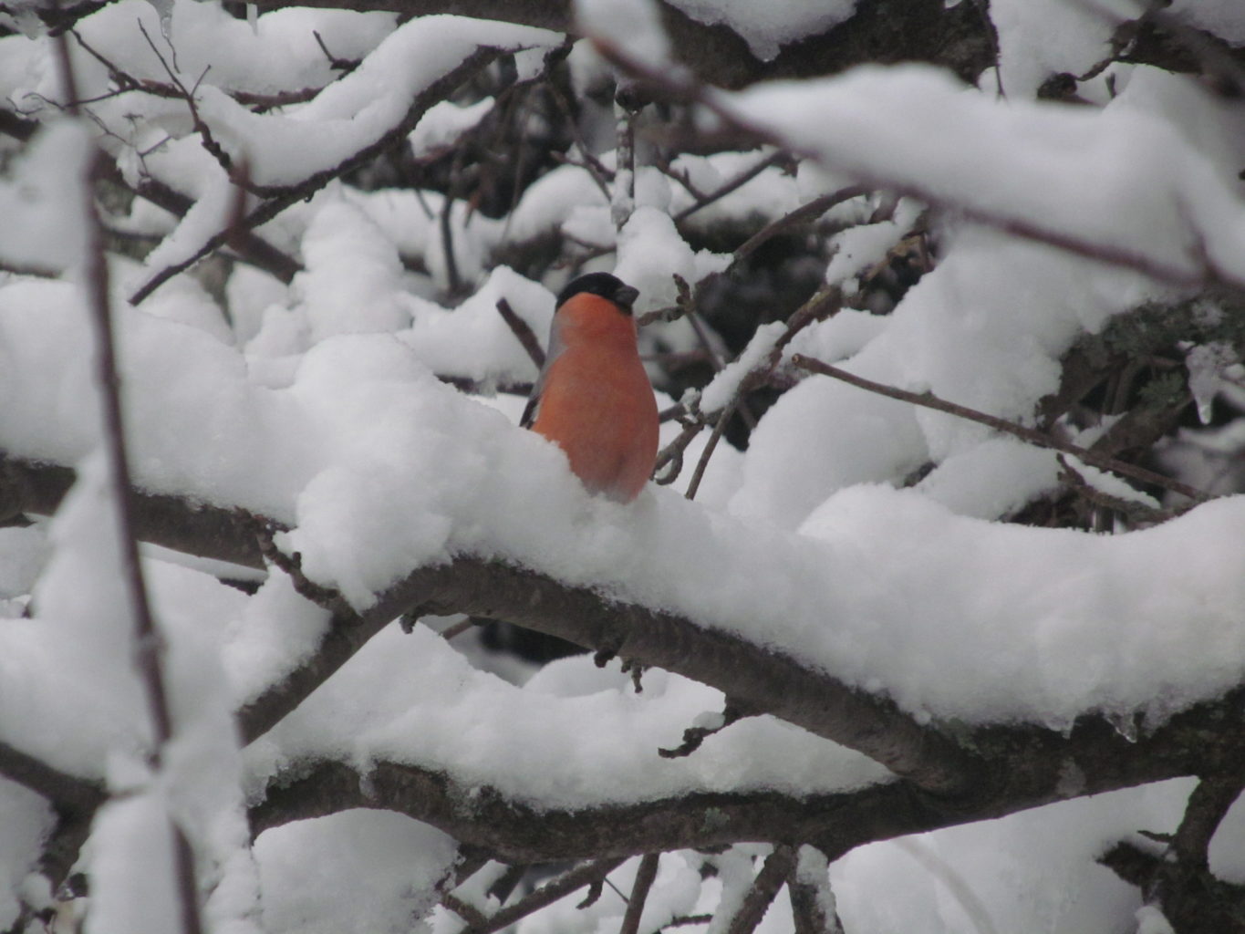Valokuvaaja: Saara Kokkonen