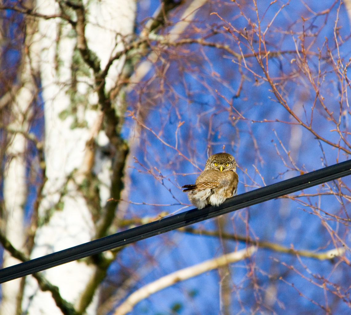 Valokuvaaja: Maarit Laakkonen