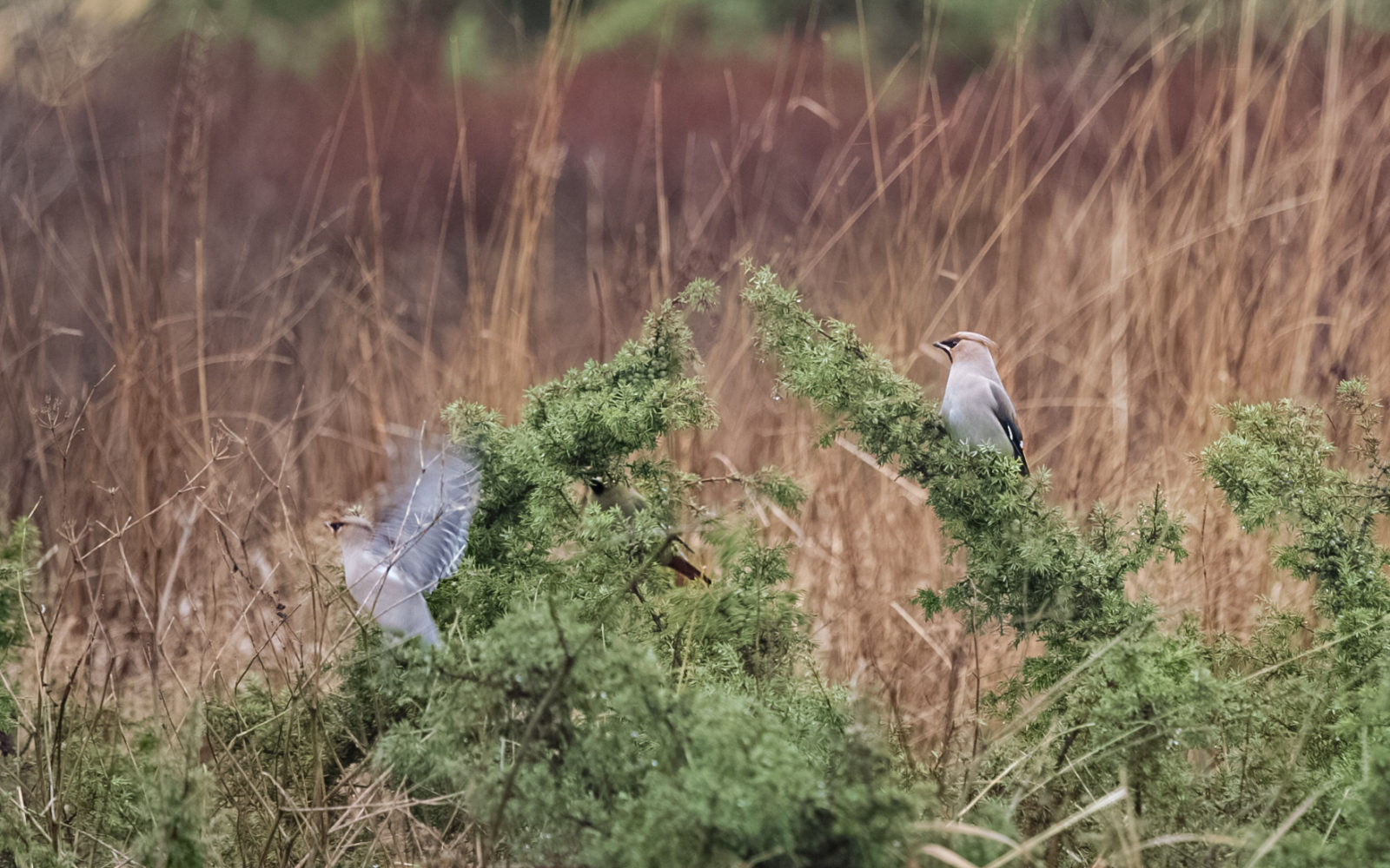 Valokuvaaja: Satu Mali Valokuvaaja: Satu Mali