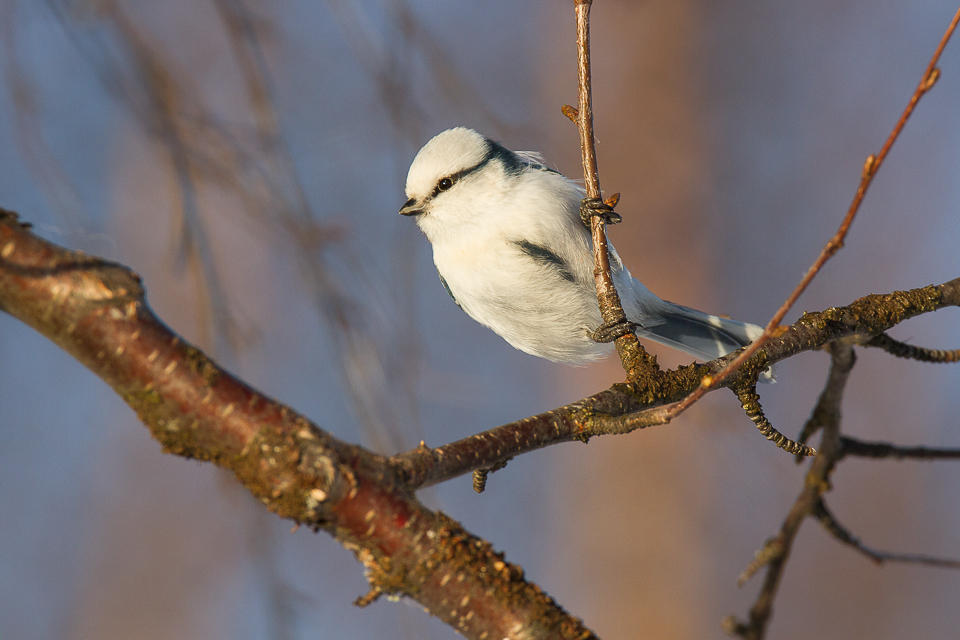 Valokuvaaja: Sakari Harju