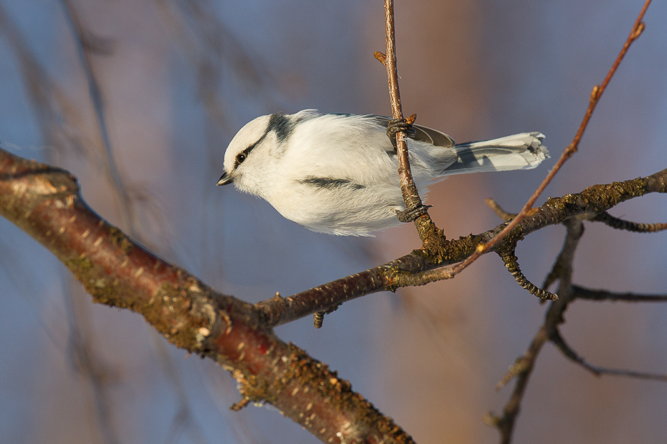 Valokuvaaja: Sakari Harju Valokuvaaja: Sakari Harju