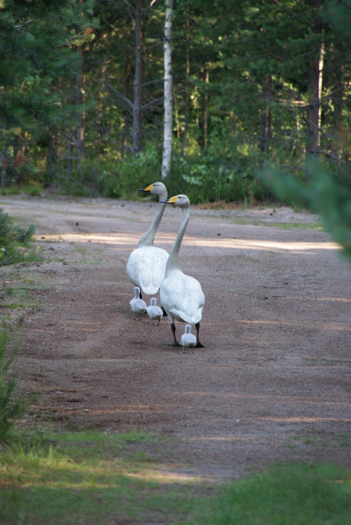 Valokuvaaja: Raija Kaapo-Kares Valokuvaaja: Raija Kaapo-Kares