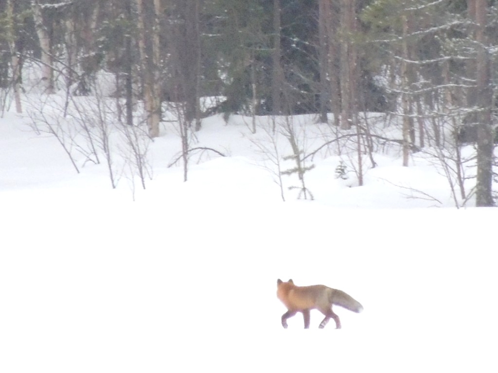 Valokuvaaja: Pirkko Mäkelä