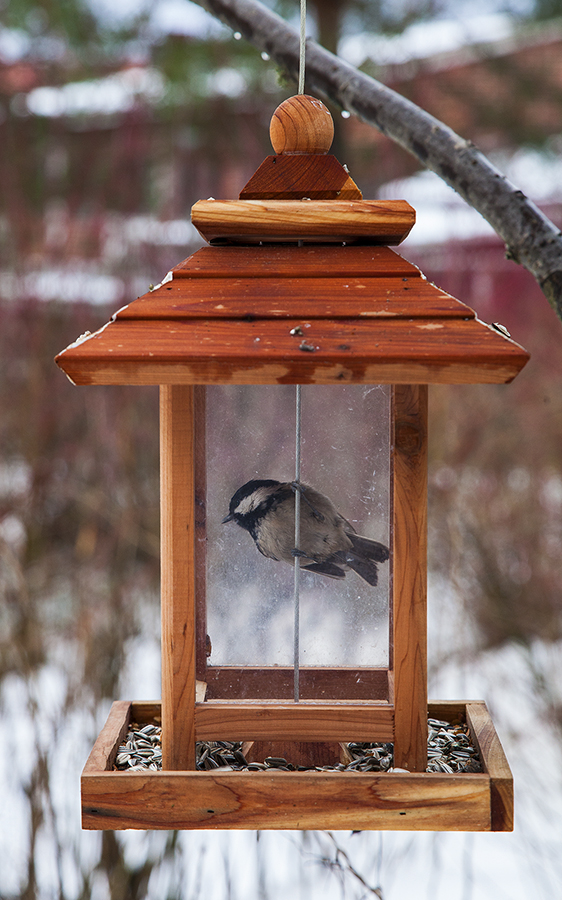 Valokuvaaja: Timo Ahola
