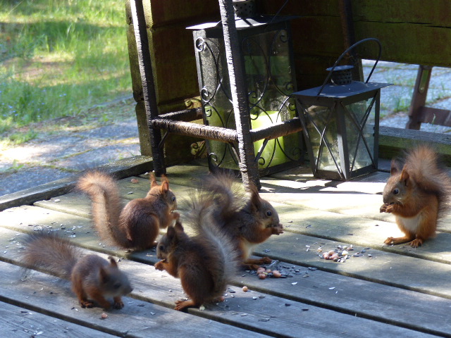Valokuvaaja: Jone Hellström