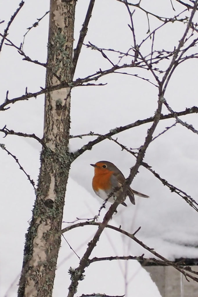 Valokuvaaja: Rajamäki Irja