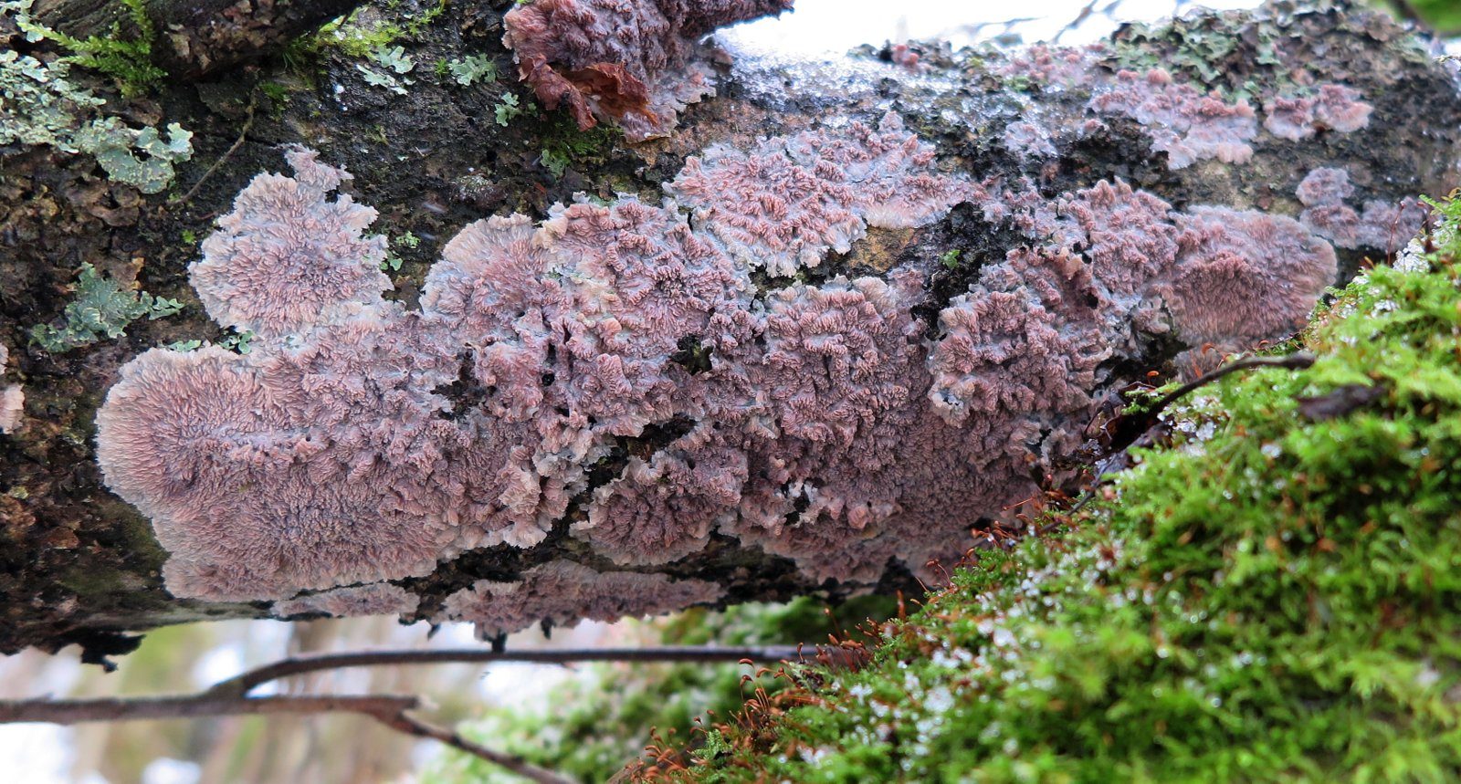 Valokuvaaja: Kari Aaltonen Valokuvaaja: Kari Aaltonen