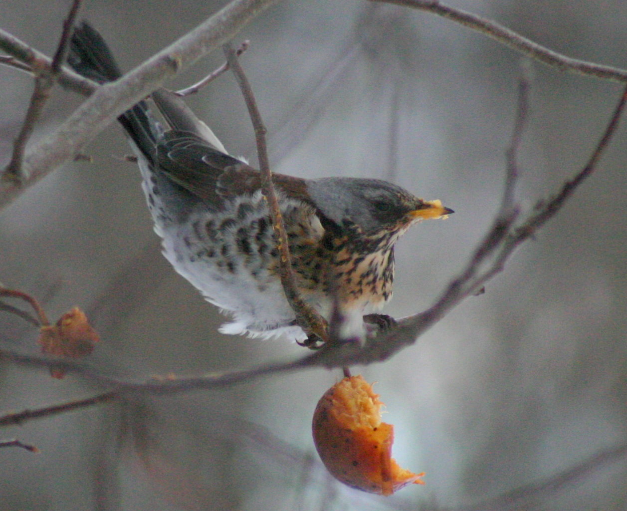 Valokuvaaja: leena outinen